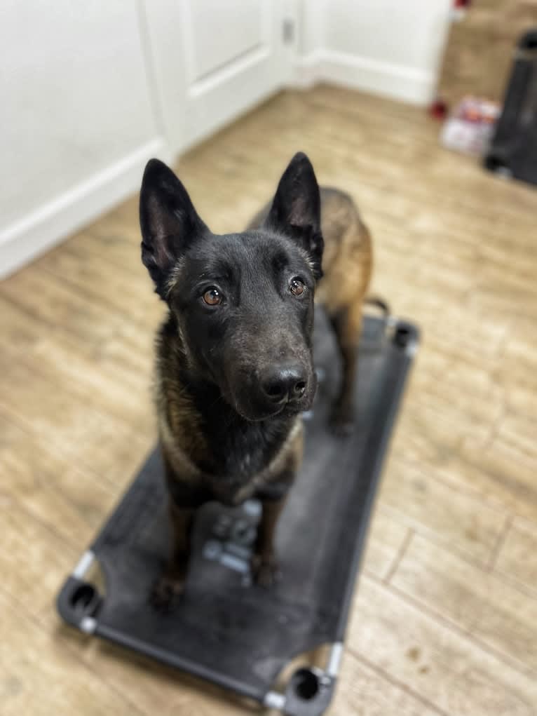 Havoc, a Belgian Shepherd tested with EmbarkVet.com