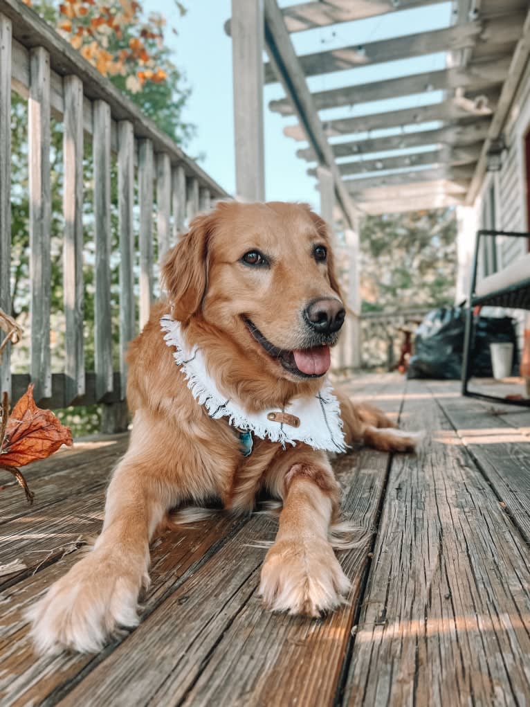 Marley, a Golden Retriever tested with EmbarkVet.com