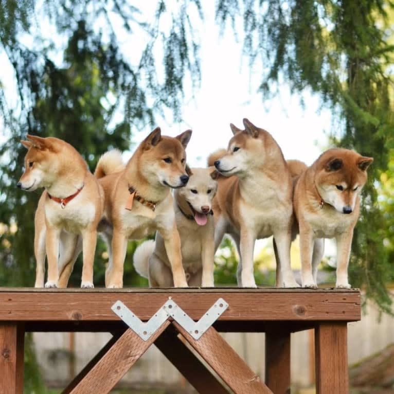 Kibou, a Shiba Inu tested with EmbarkVet.com