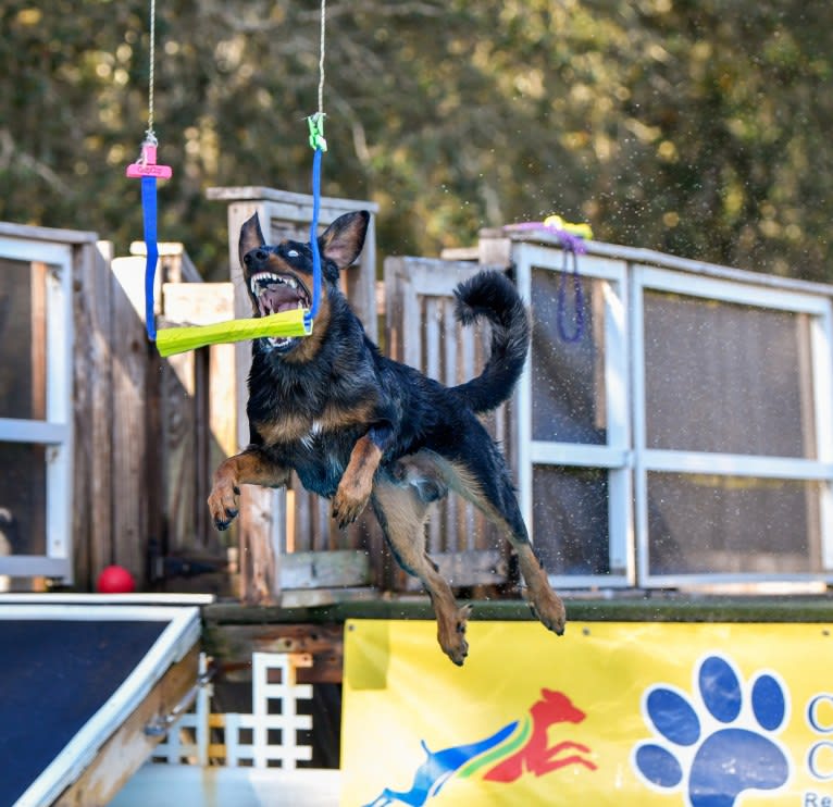 Nosferatu Argente du Mont des Croisettes, a Beauceron tested with EmbarkVet.com