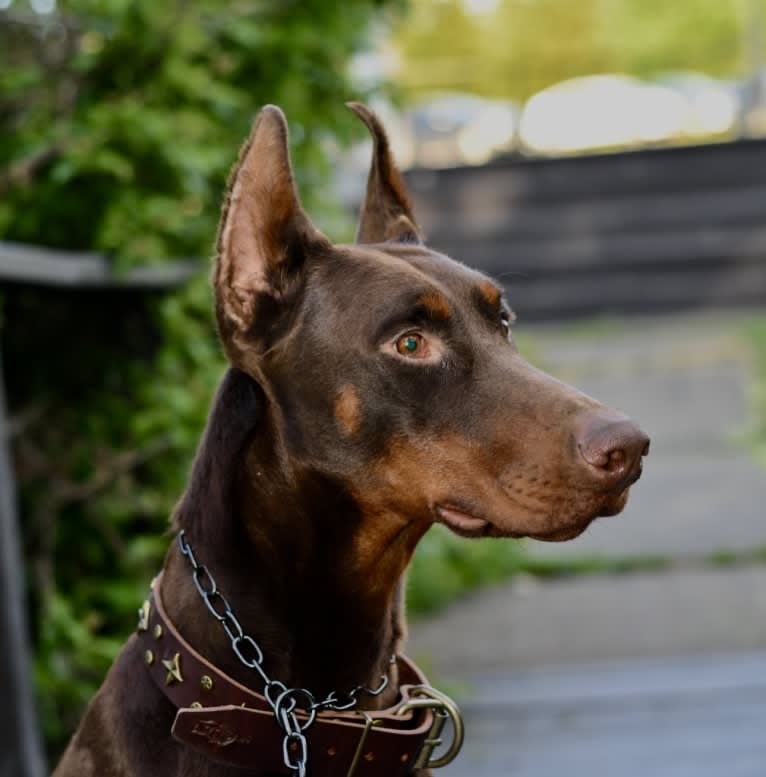 Legend, a Doberman Pinscher tested with EmbarkVet.com