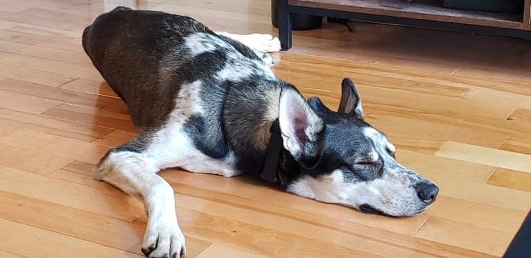 Captain, a Siberian Husky and Alaskan-type Husky mix tested with EmbarkVet.com