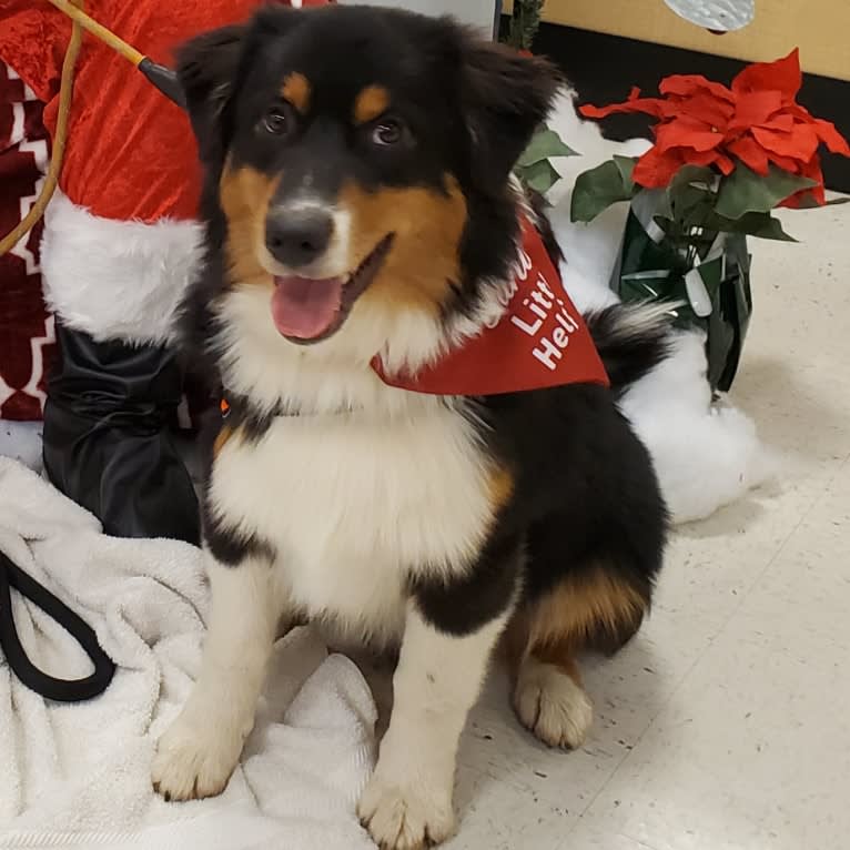 Champ Ice, an Australian Shepherd tested with EmbarkVet.com