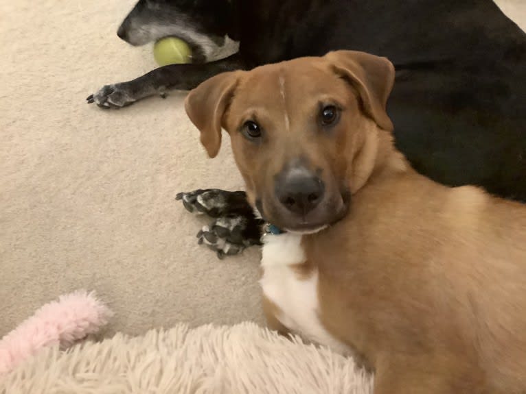 Job, an American Pit Bull Terrier and Boxer mix tested with EmbarkVet.com