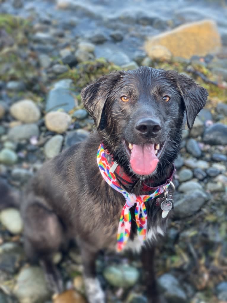 Guinness, a Labrador Retriever and Australian Cattle Dog mix tested with EmbarkVet.com