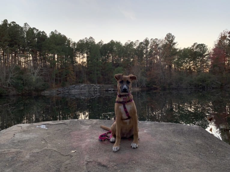 Brownie, an American Pit Bull Terrier and German Shepherd Dog mix tested with EmbarkVet.com