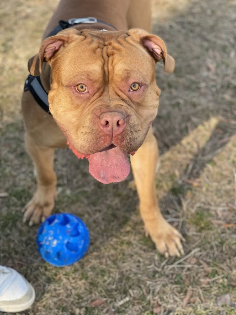 Simba, an American Pit Bull Terrier and American Bulldog mix tested with EmbarkVet.com