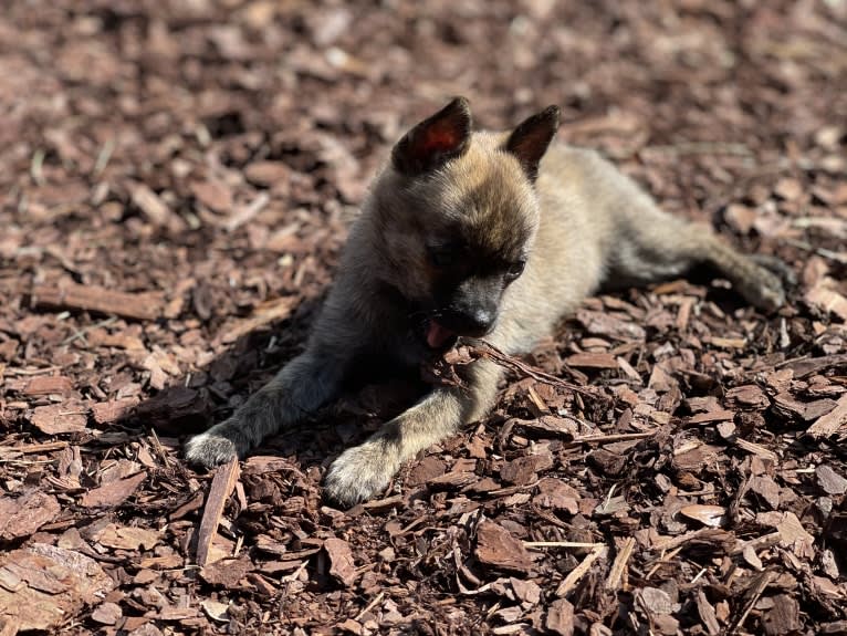 Harley Quinn Peacock, a Pomchi (12.0% unresolved) tested with EmbarkVet.com