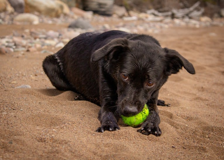 Cinder, a Newfoundland and Labrador Retriever mix tested with EmbarkVet.com