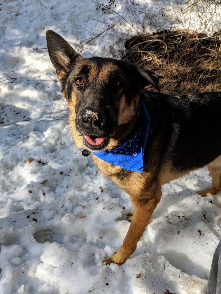 Brutus, a German Shepherd Dog and Samoyed mix tested with EmbarkVet.com