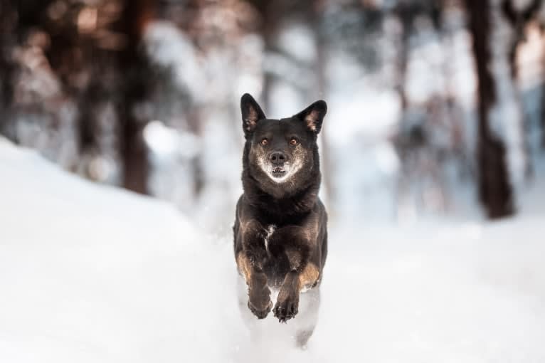 Mowgli, a Labrador Retriever and Alaskan Malamute mix tested with EmbarkVet.com