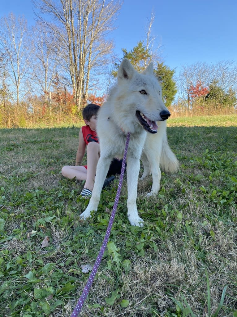 Amarok a dog tested with EmbarkVet.com