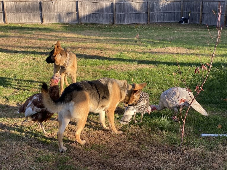 Mishka, a German Shepherd Dog tested with EmbarkVet.com