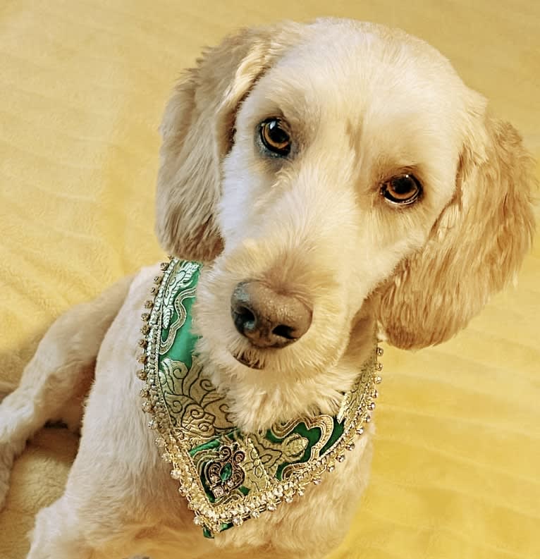 Mackenzie “Mack”, a Poodle (Standard) and Poodle (Small) mix tested with EmbarkVet.com