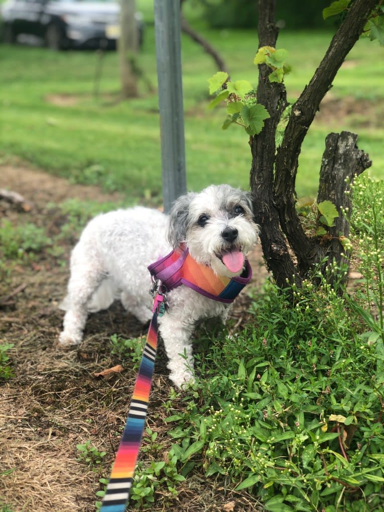 Pepper, a Maltese and Bichon Frise mix tested with EmbarkVet.com