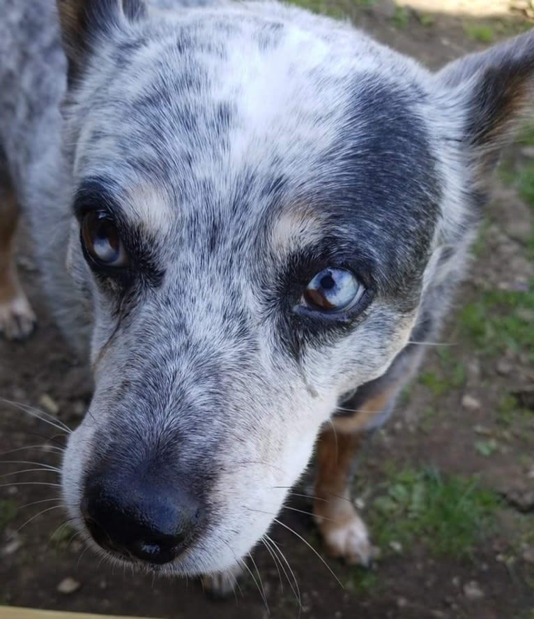 Shadoe, an Australian Cattle Dog tested with EmbarkVet.com