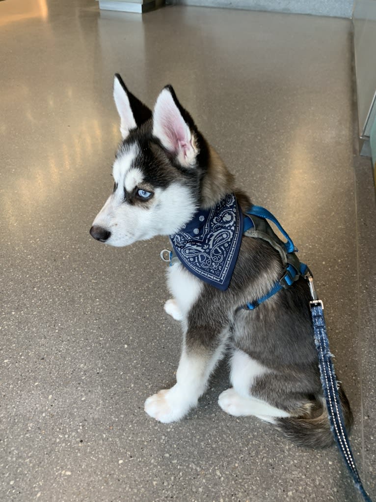 Jaxx, a Pomsky tested with EmbarkVet.com