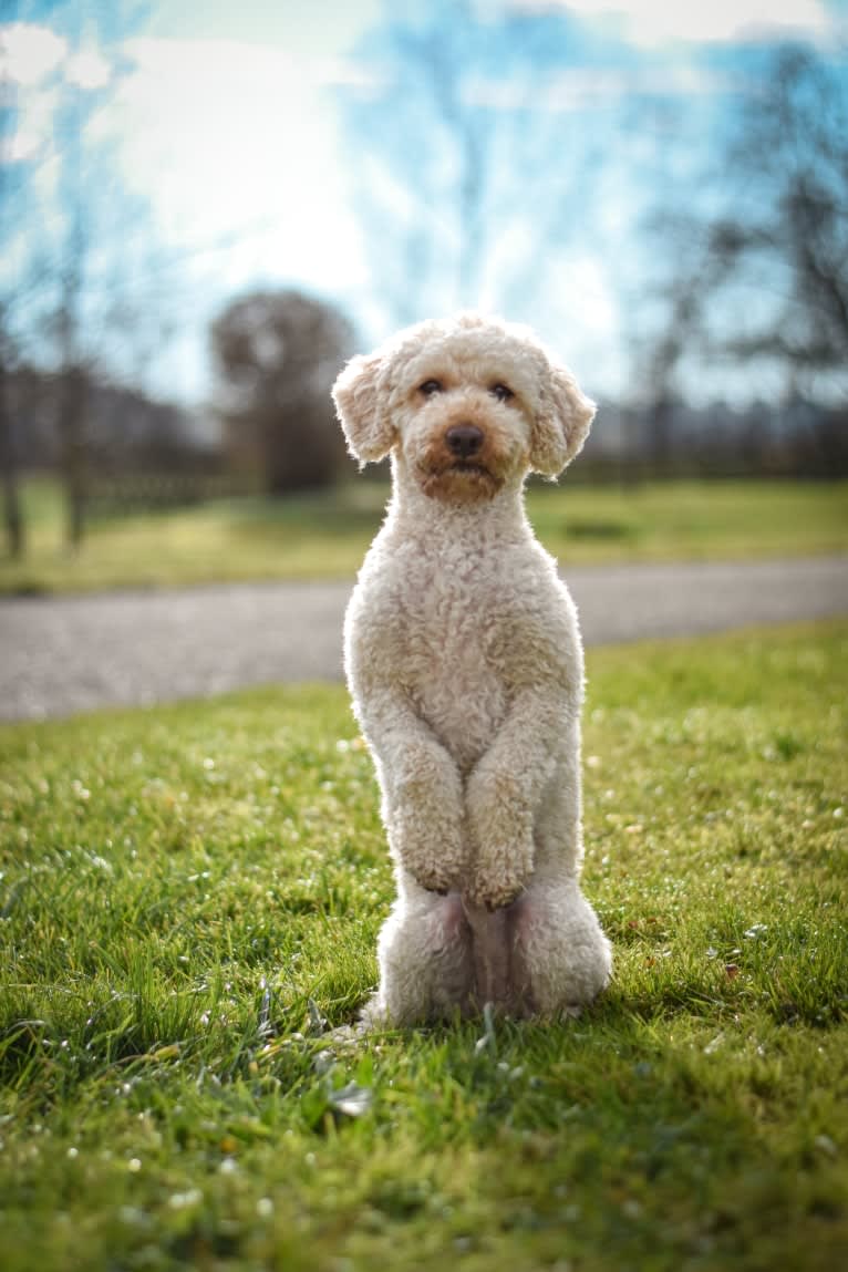 Bobby, a Poodle (Small) tested with EmbarkVet.com