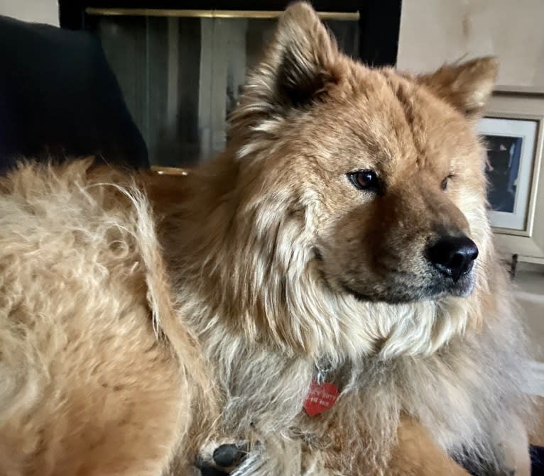 Satchmo, a Chow Chow tested with EmbarkVet.com