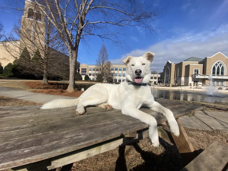 Dash, a Gerberian Shepsky (12.7% unresolved) tested with EmbarkVet.com