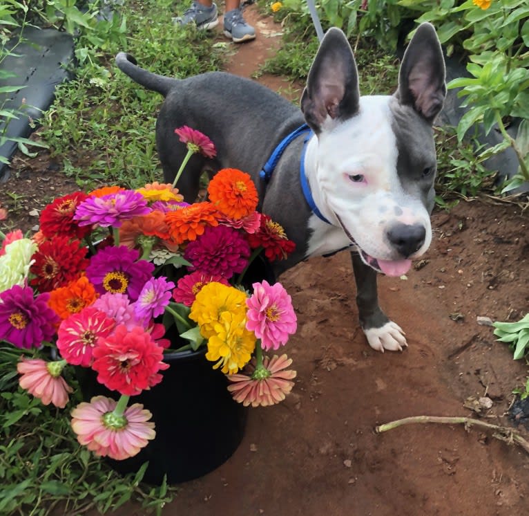 Ollie, an American Bully tested with EmbarkVet.com