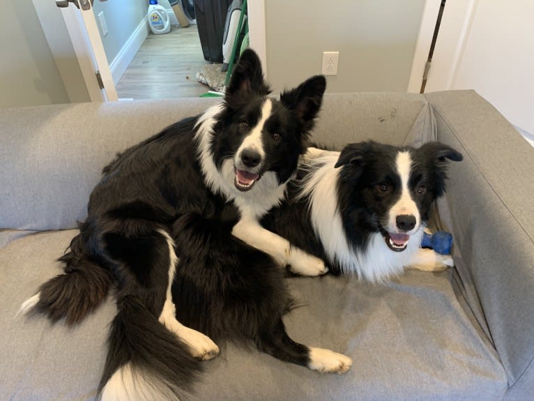 Bohdi, a Border Collie tested with EmbarkVet.com