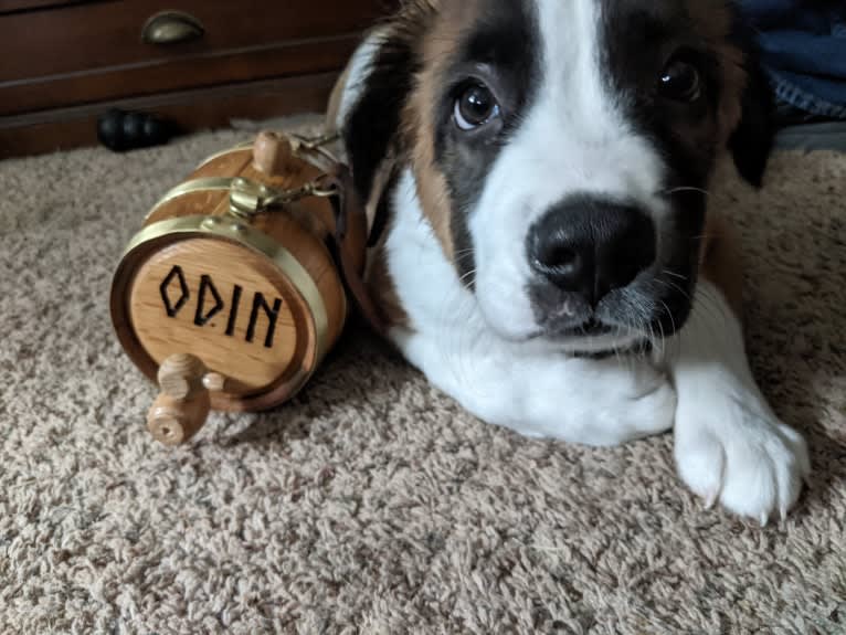 Odin, a Great Pyrenees and American Pit Bull Terrier mix tested with EmbarkVet.com