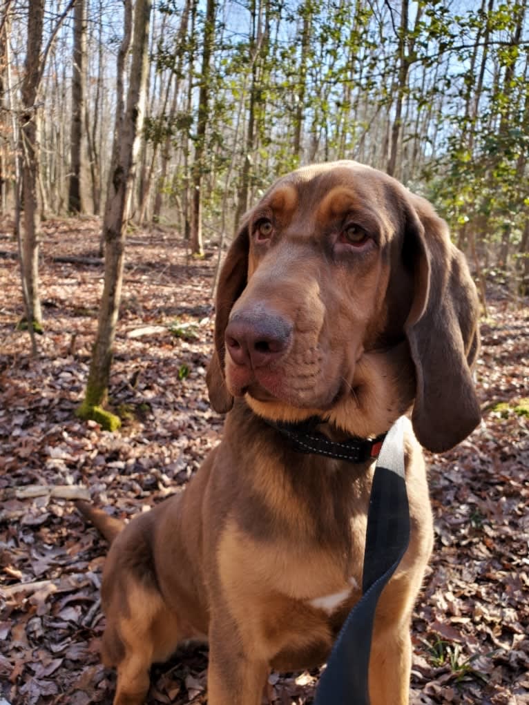 Penny, a Bloodhound tested with EmbarkVet.com