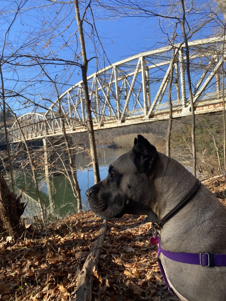 zerah, a Perro de Presa Canario tested with EmbarkVet.com