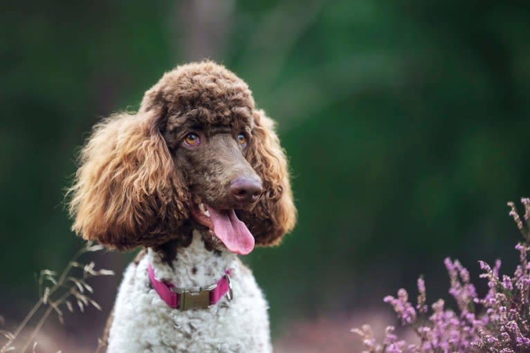 Kahlua, a Poodle (Standard) tested with EmbarkVet.com