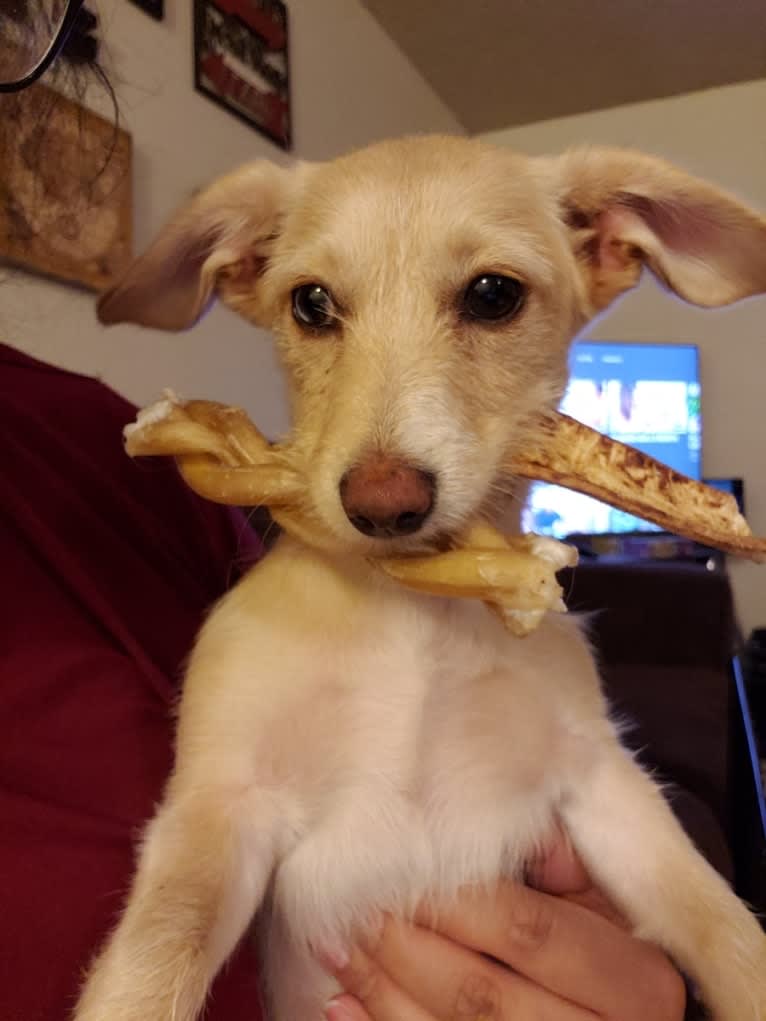 Hannah, a Dachshund and Bichon Frise mix tested with EmbarkVet.com