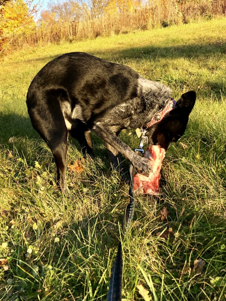 Mist, an Australian Cattle Dog and Australian Shepherd mix tested with EmbarkVet.com