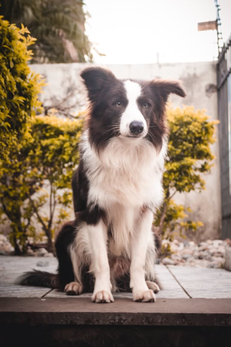 Koda, a Border Collie tested with EmbarkVet.com