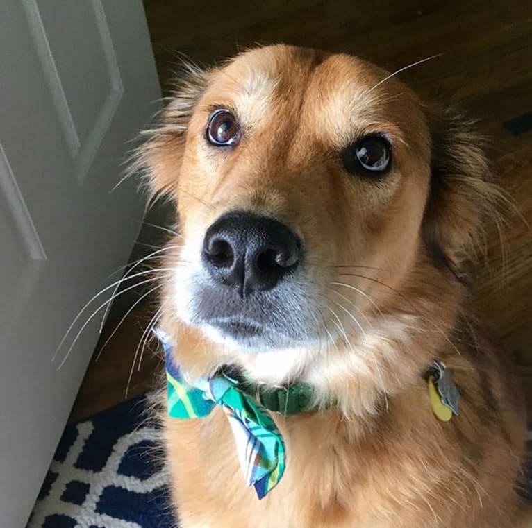 Einstein, a Great Pyrenees and American Pit Bull Terrier mix tested with EmbarkVet.com
