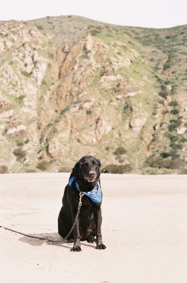 Gracie, a Labrador Retriever and Great Pyrenees mix tested with EmbarkVet.com