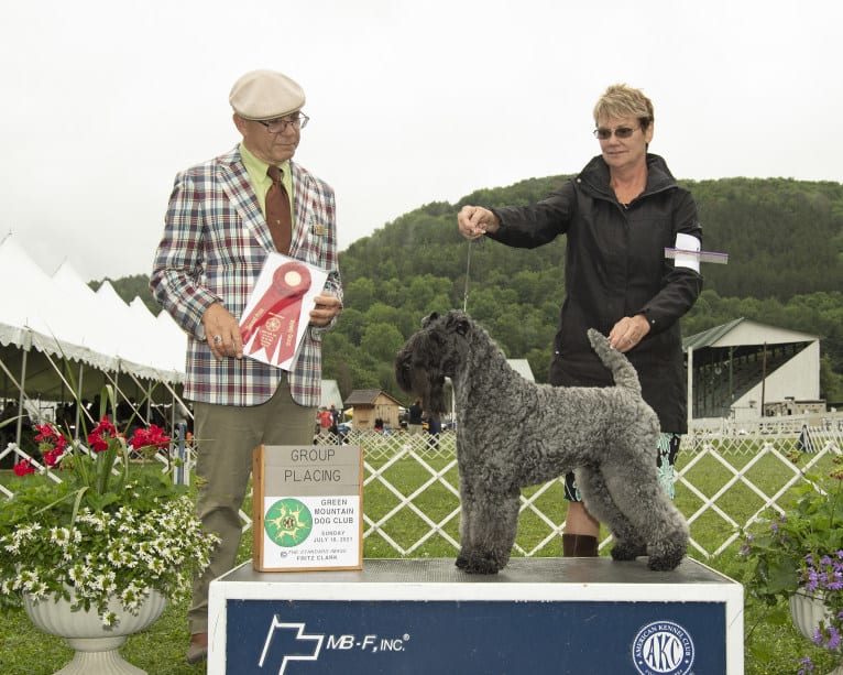 Cinder, a Kerry Blue Terrier tested with EmbarkVet.com