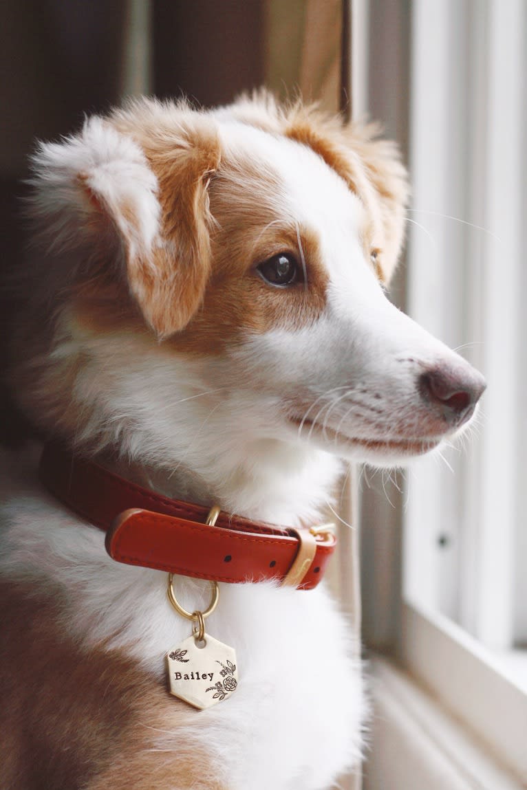 Bailey, a Collie and Shetland Sheepdog mix tested with EmbarkVet.com