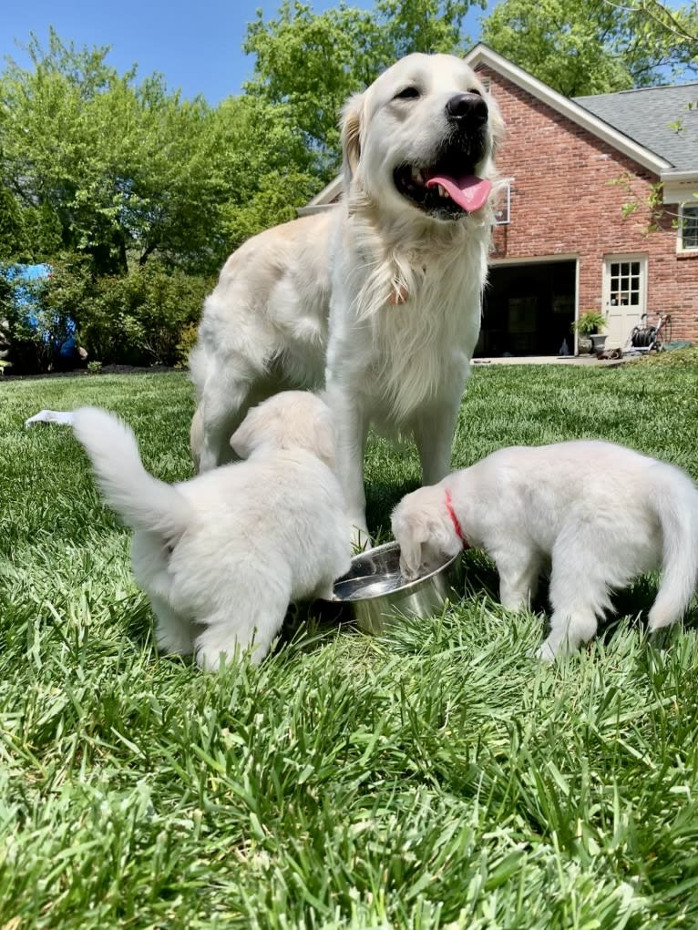 Hudson Gene Dement, a Golden Retriever tested with EmbarkVet.com