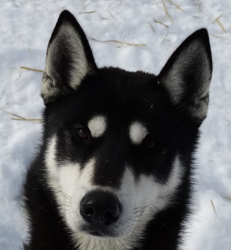 Joker, a Siberian Husky tested with EmbarkVet.com