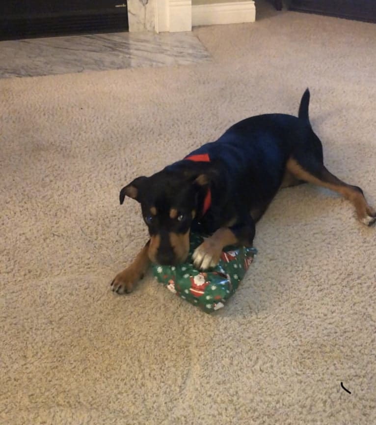 Miley, a Mountain Cur and Siberian Husky mix tested with EmbarkVet.com