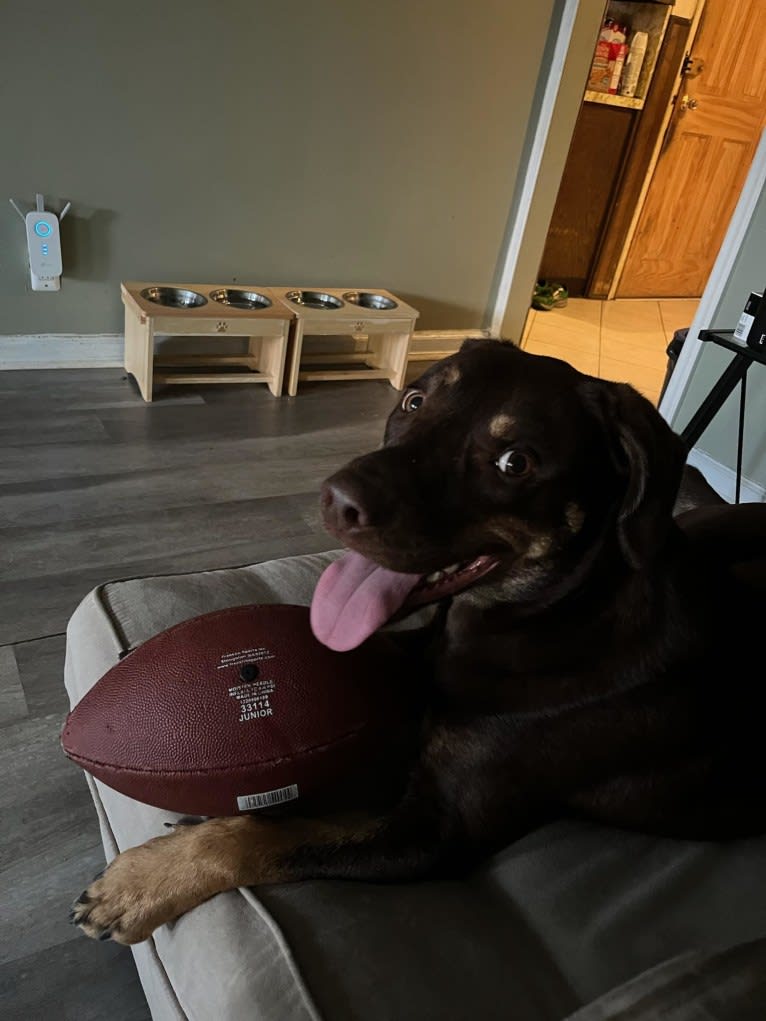 Bustelo, an American Pit Bull Terrier and Australian Cattle Dog mix tested with EmbarkVet.com