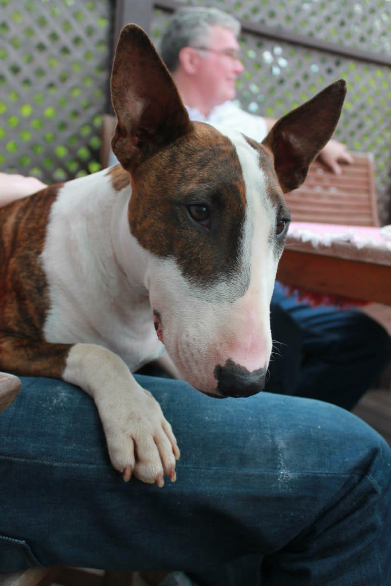 Samson, a Bull Terrier tested with EmbarkVet.com