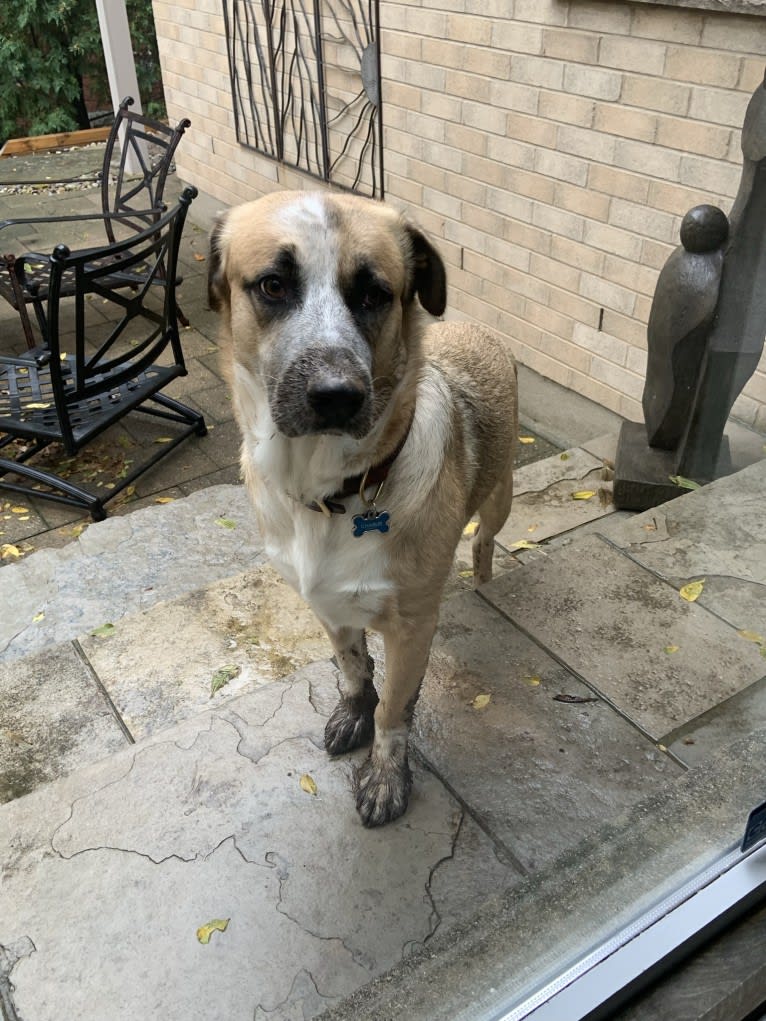 Charlie, a West Asian Village Dog tested with EmbarkVet.com