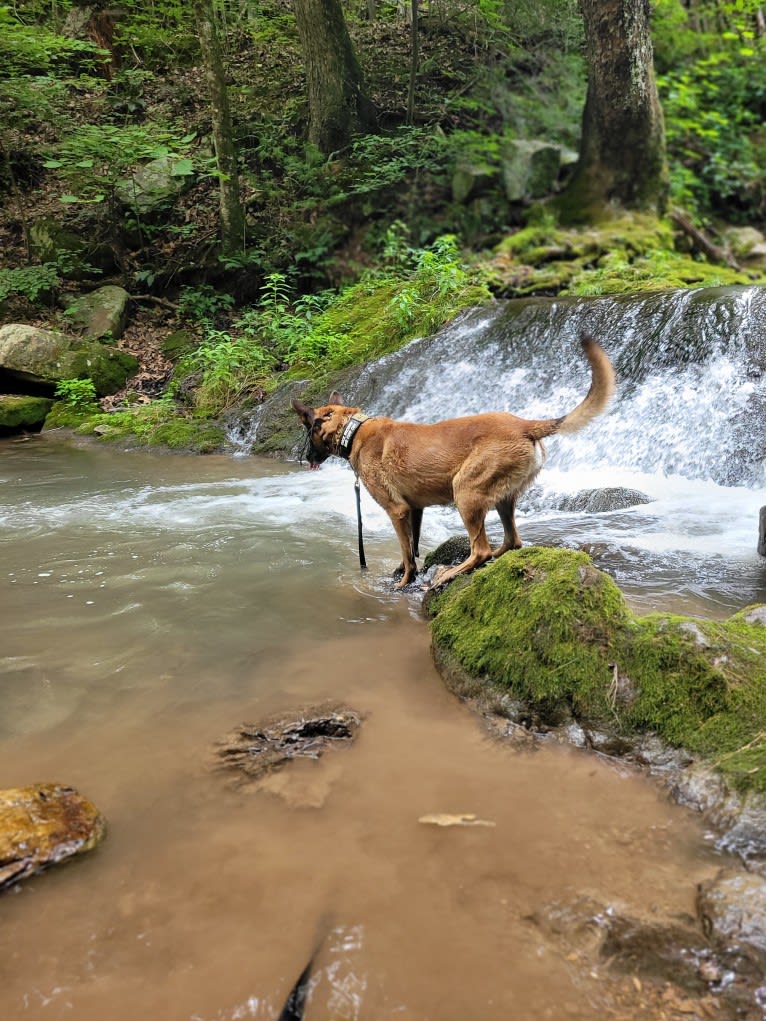 Zeus, a Belgian Malinois and German Shepherd Dog mix tested with EmbarkVet.com