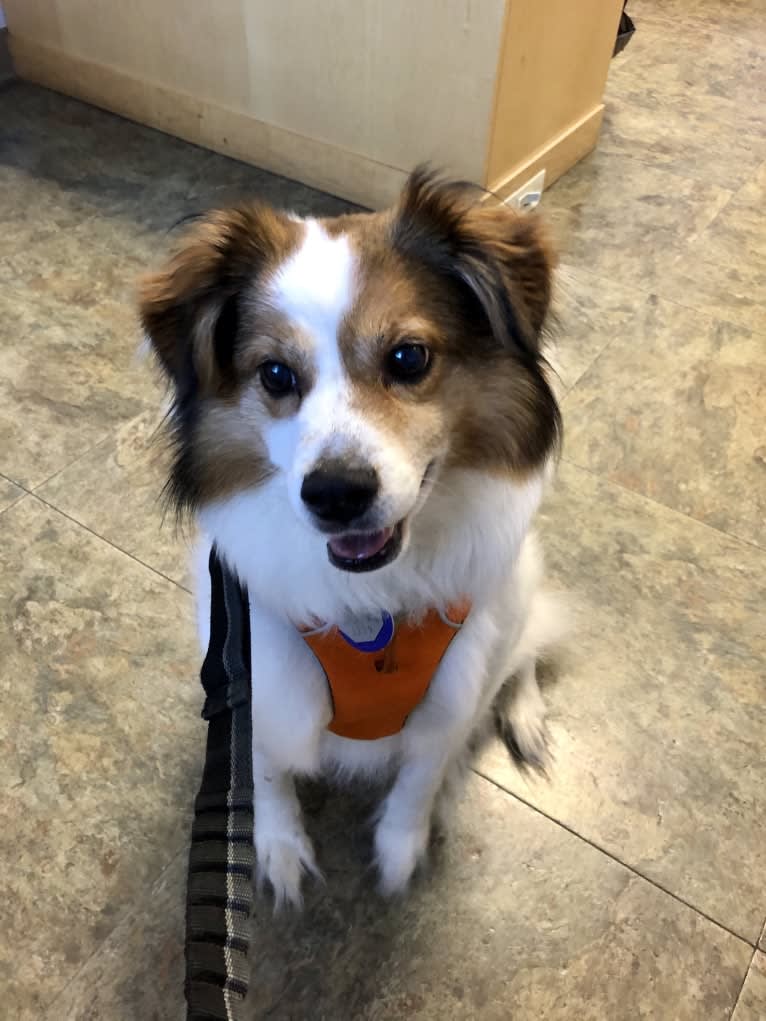 Cooper, an Australian Cattle Dog and Shih Tzu mix tested with EmbarkVet.com