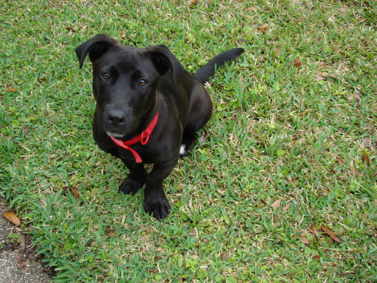 Piper, an American Pit Bull Terrier and Pembroke Welsh Corgi mix tested with EmbarkVet.com