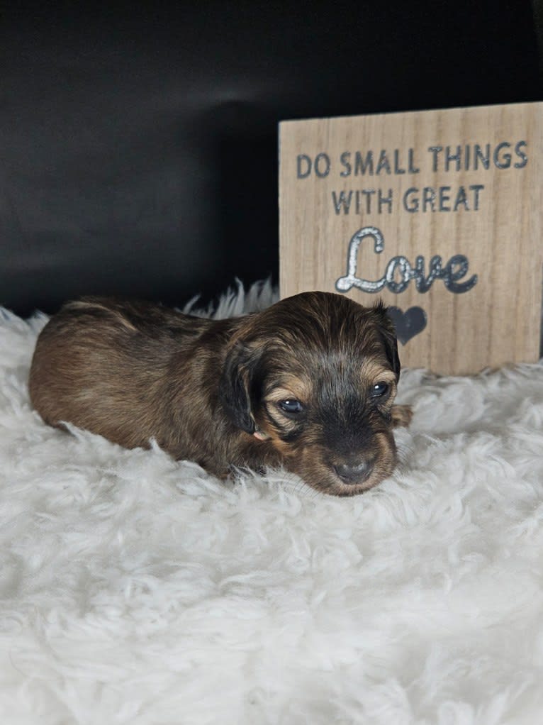 Mighty Aimee Rutledge, a Dachshund tested with EmbarkVet.com