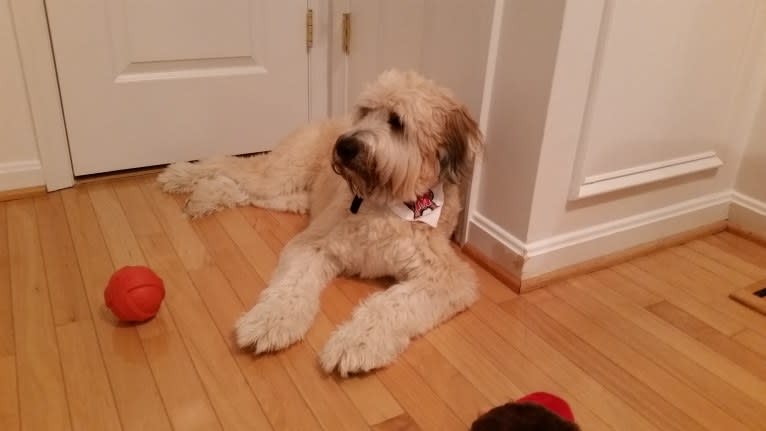 Desmond, a Soft Coated Wheaten Terrier tested with EmbarkVet.com