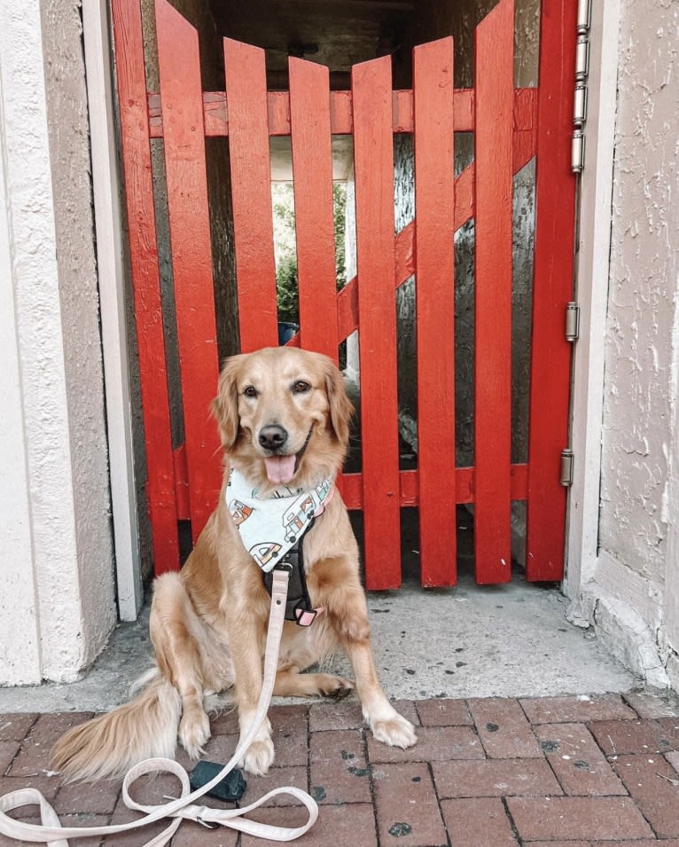 Marley, a Golden Retriever tested with EmbarkVet.com