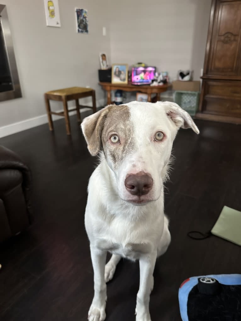 Mance, an American Pit Bull Terrier and German Shepherd Dog mix tested with EmbarkVet.com